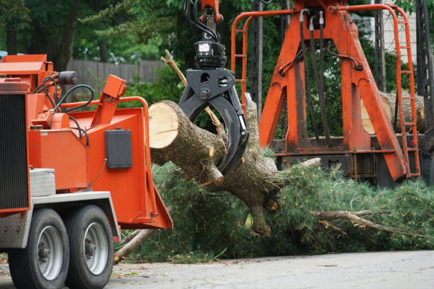 Best Tree Care Services  in USA